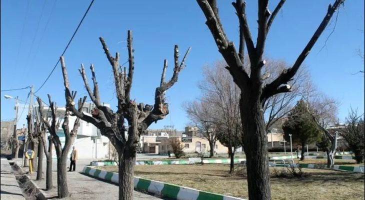 هرس زمستانی درختان ۳۰ پارک ملایر