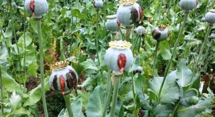 قلم قرمز بر گُل مرگ
