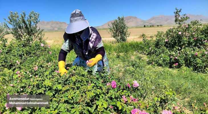 عطر برداشت گل محمدی در ملایر