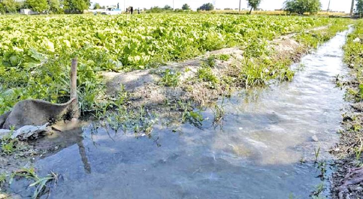 خرید سبزی از منابع نامعتبر خطرناک است