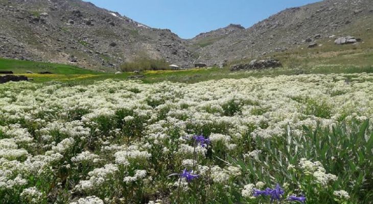 حفاظت از پوشش گیاهی الوند نیازمند مشارکت عمومی