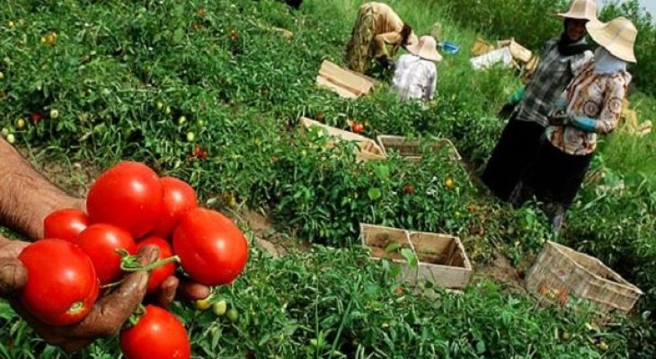 تعاونی‌های کشاورزی در آستانه فروپاشی هستند
