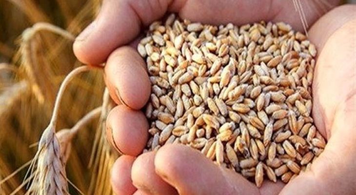 نهاوند؛ قطب تولید بذر اصلاح‌شده گندم استان