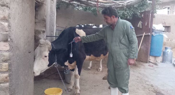 انجام ۵۵۰ هزار نوبت واکسیناسیون دام سبک