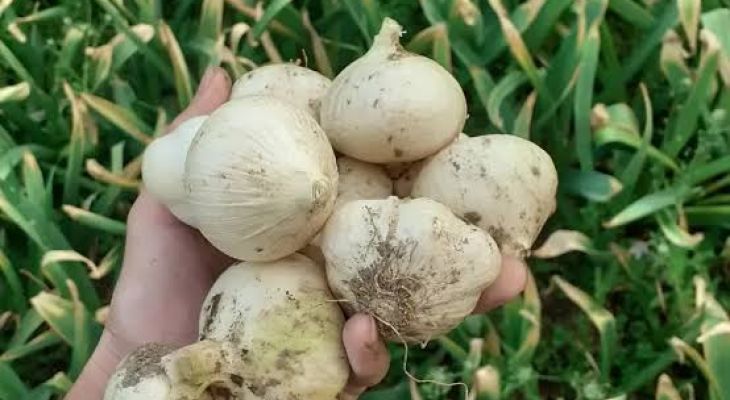سولان؛ پایتخت سیروموسیر ایران، میزبان جشنواره ملی