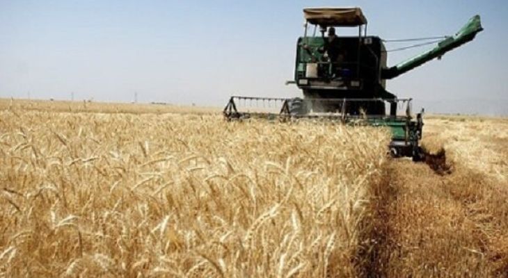 مطالبات گندمکاران همدان تا پایان شهریور تسویه می‌شود